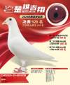 图片暂时未上传