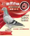 图片暂时未上传