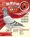 图片暂时未上传
