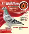 图片暂时未上传