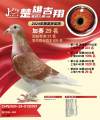 图片暂时未上传