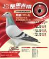 图片暂时未上传