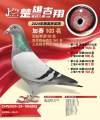 图片暂时未上传