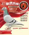 图片暂时未上传