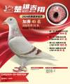 图片暂时未上传