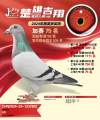 图片暂时未上传