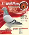 图片暂时未上传