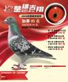图片暂时未上传