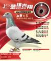图片暂时未上传