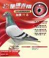图片暂时未上传