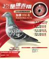 图片暂时未上传