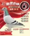 图片暂时未上传