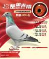 图片暂时未上传