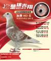 图片暂时未上传