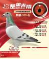图片暂时未上传