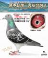 图片暂时未上传